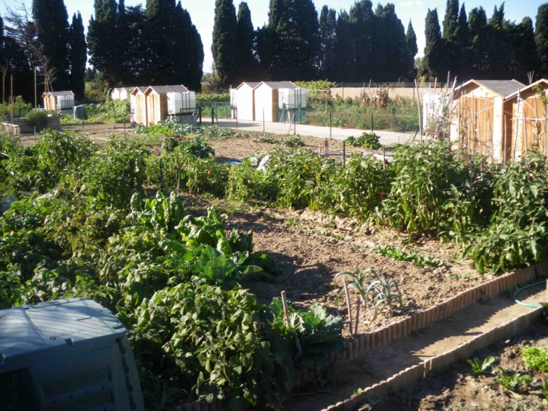 canet-en-roussillon-les-jardins-familiaux-une-premiere-reussie