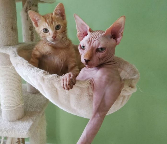 ouverture-dun-bar-a-chats