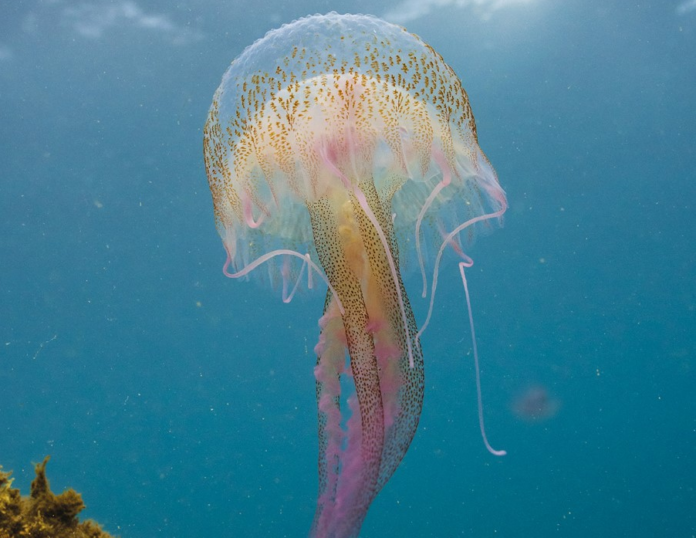 lobservatoire-oceanologique-de-banyuls-sur-mer-presente-lexposition-annuelle-inedite-toiles-de-mer-a-partir-du-1er-avril