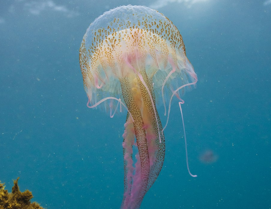 lobservatoire-oceanologique-de-banyuls-sur-mer-presente-lexposition-annuelle-inedite-toiles-de-mer-a-partir-du-1er-avril