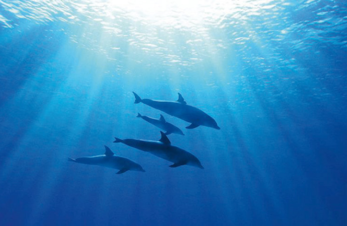lupvd-au-cinema-mega-castillet-projection-debat-du-film-blue-de-disney-nature