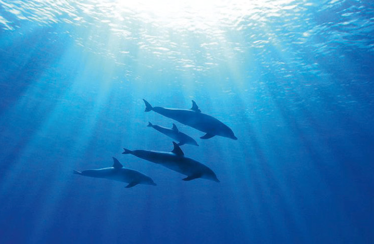 lupvd-au-cinema-mega-castillet-projection-debat-du-film-blue-de-disney-nature