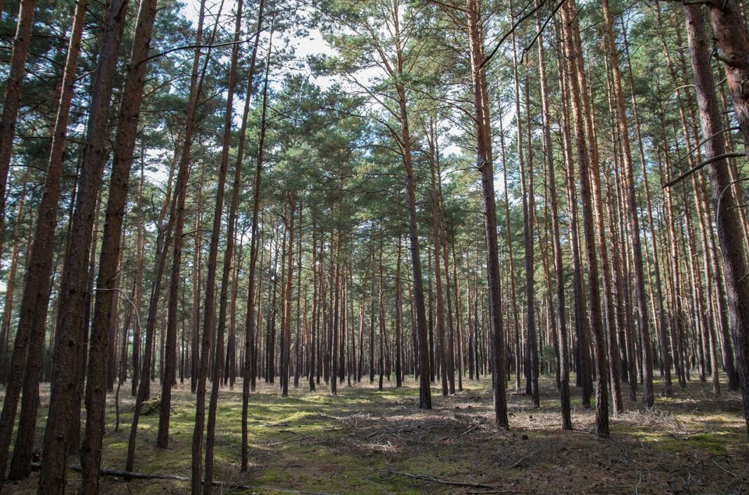 plantations-pour-la-journee-internationale-de-la-foret-avec-lecole-de-ponteilla