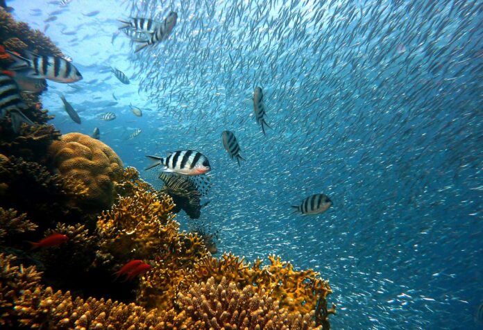 la-restauration-ecologique-marine-un-outil-efficace-pour-ameliorer-la-biodiversite-cotiere-et-une-solution-davenir-pour-aider-les-milieux-marins-mediterraneens