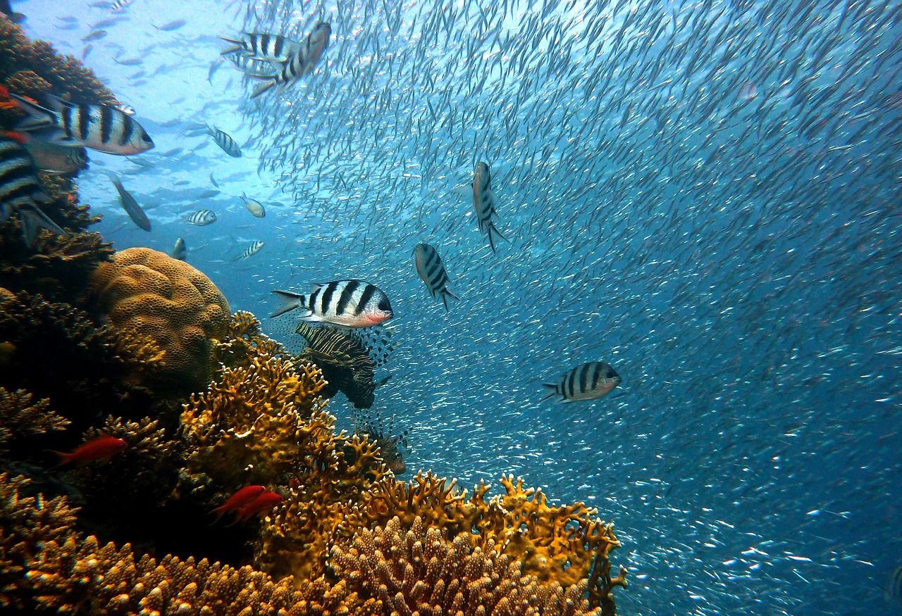 la-restauration-ecologique-marine-un-outil-efficace-pour-ameliorer-la-biodiversite-cotiere-et-une-solution-davenir-pour-aider-les-milieux-marins-mediterraneens