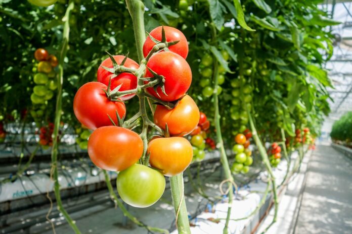 venez-decouvrir-les-serres-ouvertes-tomates-et-concombres-jusquau-26-mai