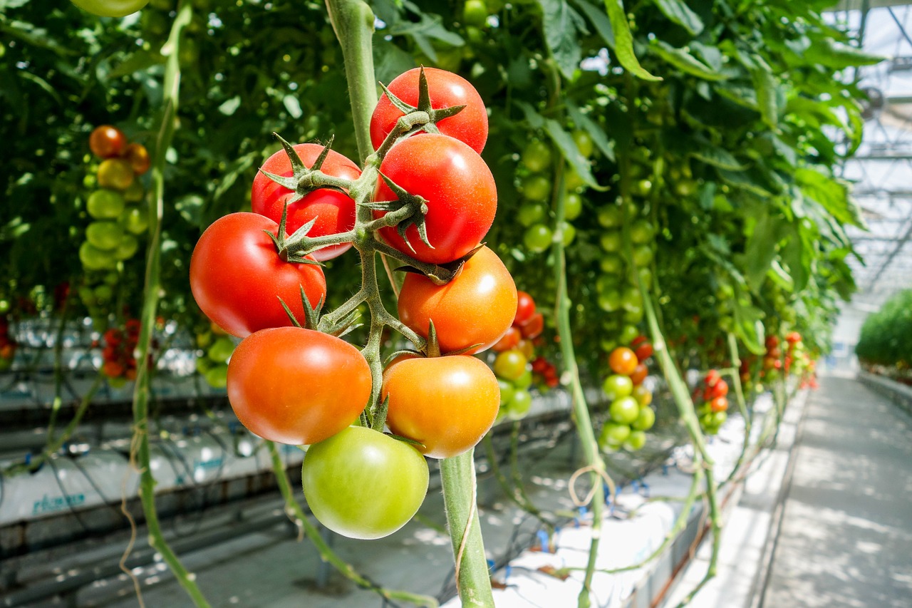 venez-decouvrir-les-serres-ouvertes-tomates-et-concombres-jusquau-26-mai
