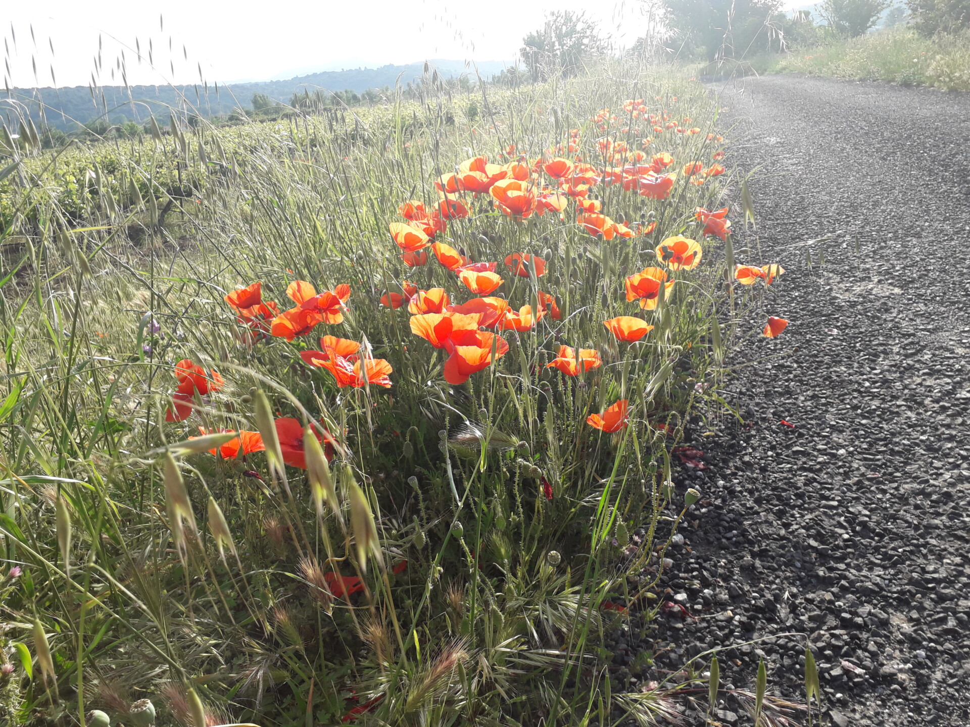 « Nous voulons des coquelicots » le 7 décembre