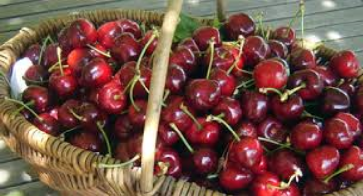 les-cerises-du-pays-catalan-face-a-la-concurrence