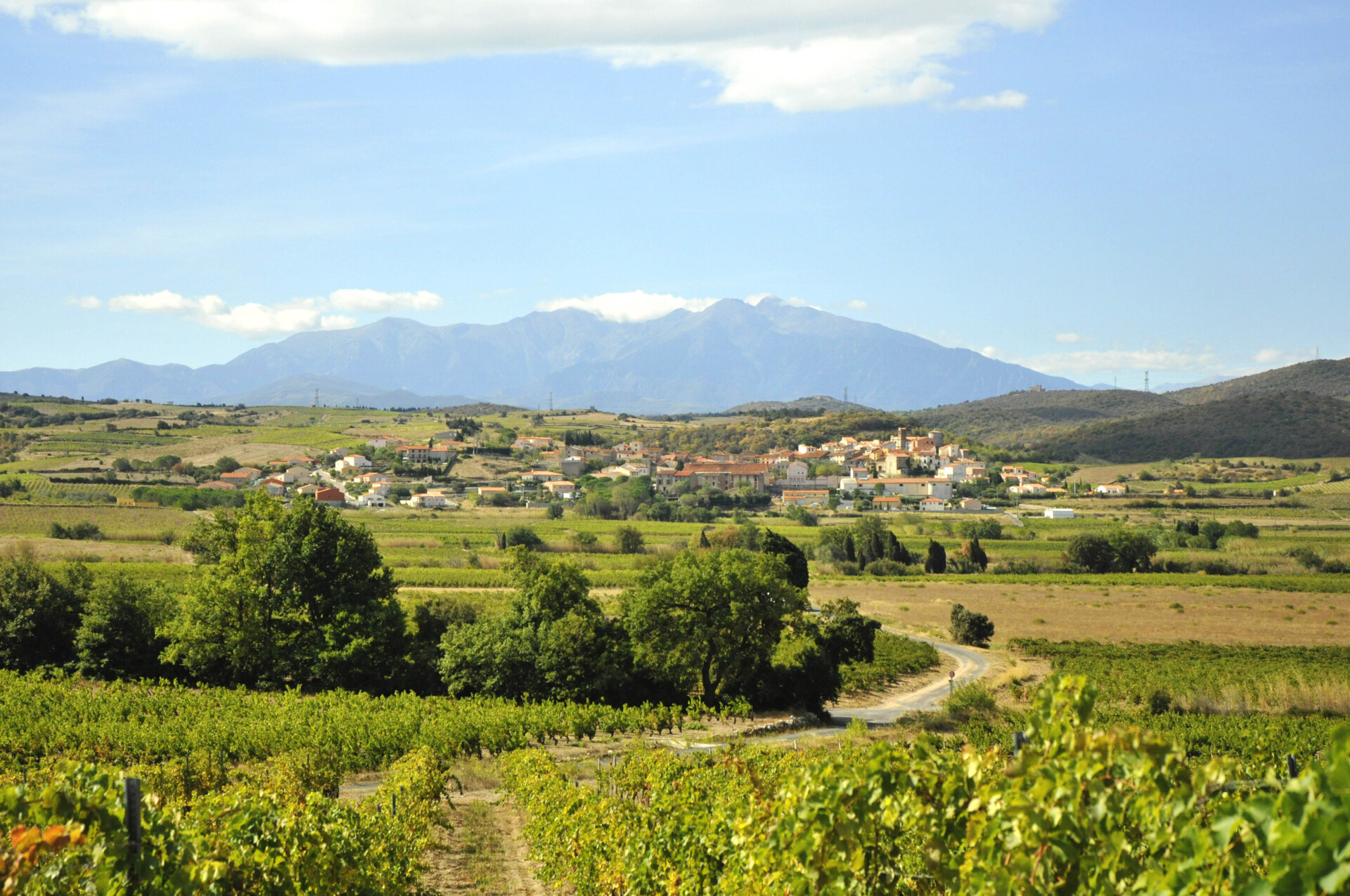 Montner/ Domaine Mont-Noir : la fête de la nouaison