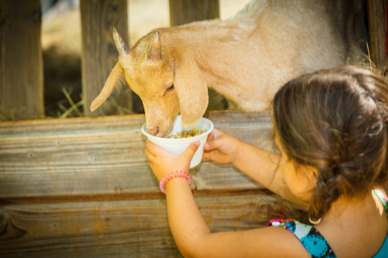 valoriser-les-echanges-grands-parents-petits-enfants-a-la-ferme-de-decouverte-saint-andre