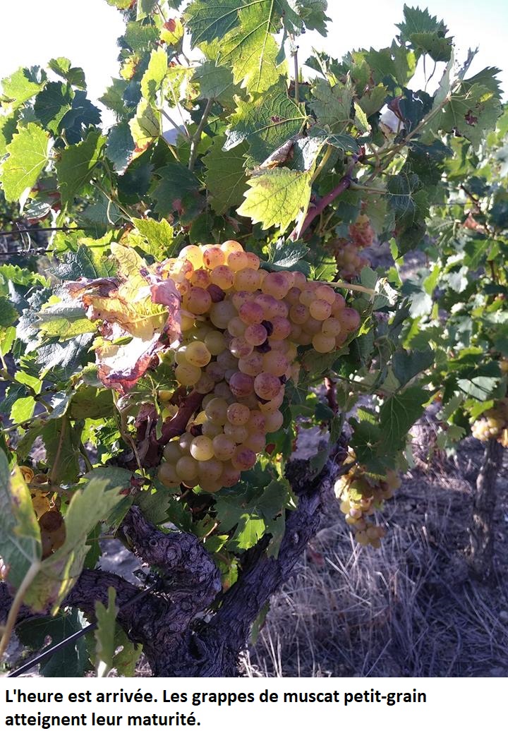 Estagel/ Vendanges : c’est parti pour la récolte 2018