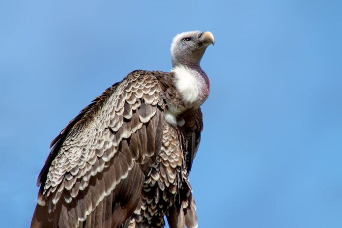 lempoisonnement-premiere-cause-de-mortalite-des-rapaces-necrophages-dans-les-pyrenees-la-lpo-et-ses-partenaires-alertent