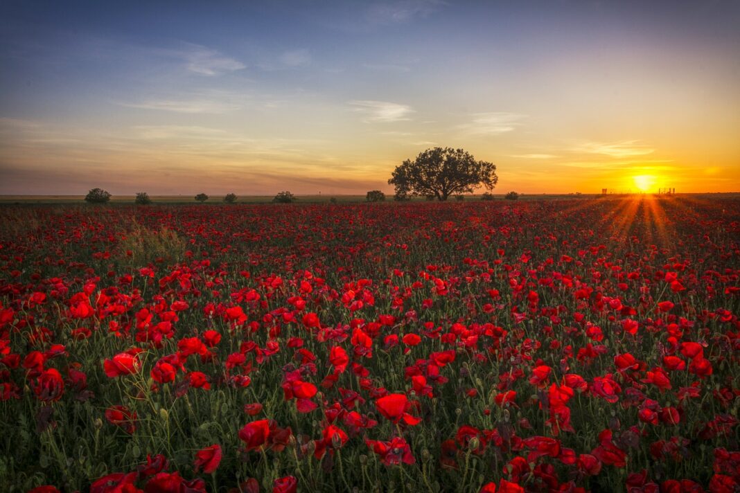 la-campagne-nous-voulons-des-coquelicots-tiendra-son-rassemblement-le-2-novembre la-campagne-nous-voulons-des-coquelicots-tiendra-son-rassemblement-le-2-novembre