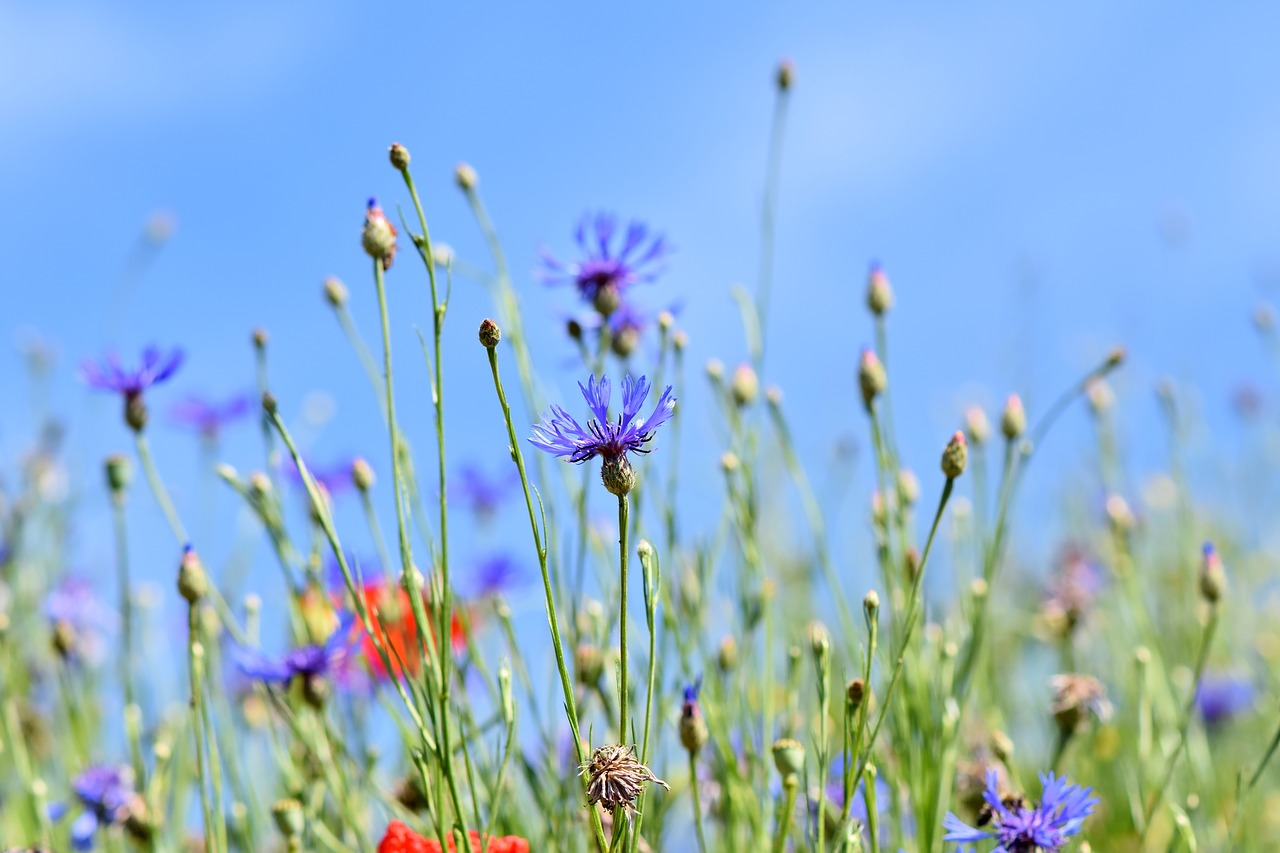 collecte-du-bleuet-de-france