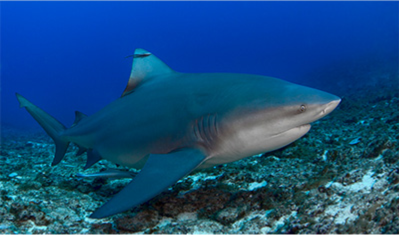 comprendre-les-attaques-de-requin