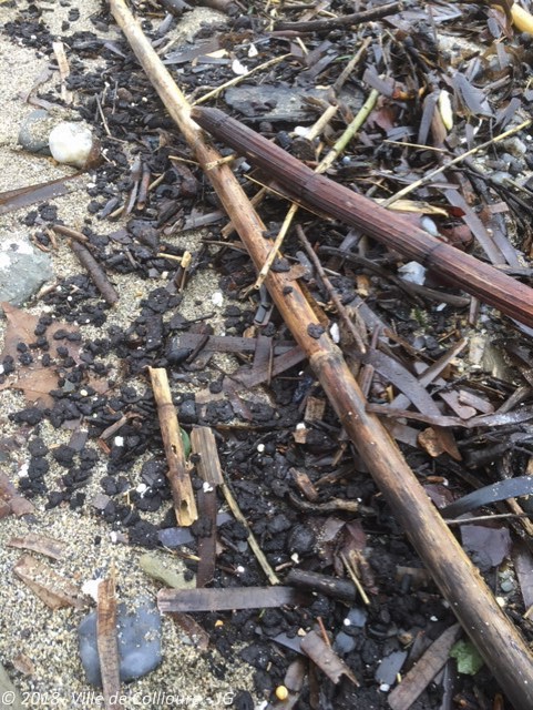 pollution-hydrocarbure-collioure-na-pas-ete-epargnee2
