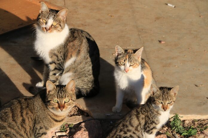 campagne-de-capture-de-chats-errants