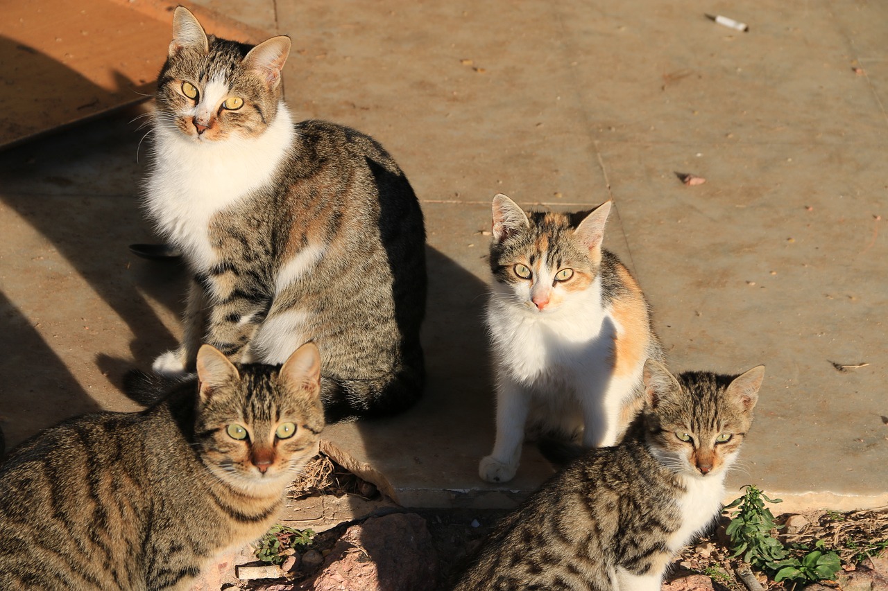 campagne-de-capture-de-chats-errants