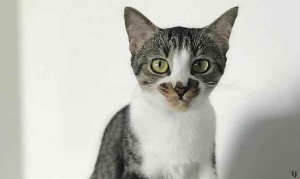 noel-des-animaux-les-8-et-9-decembre-le-pere-noel-ce-sera-vous