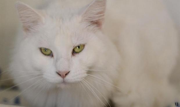 noel-des-animaux-les-8-et-9-decembre-le-pere-noel-ce-sera-vous
