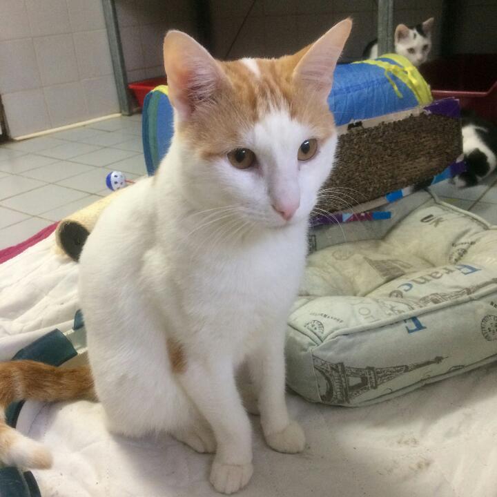noel-des-animaux-les-8-et-9-decembre-le-pere-noel-ce-sera-vous