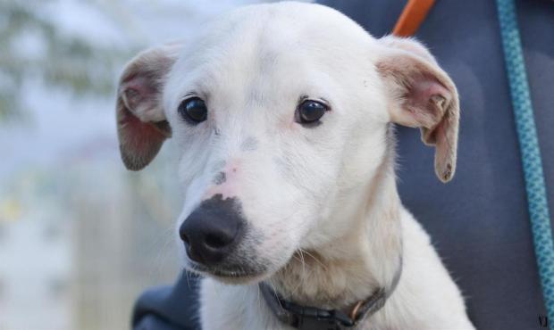 noel-des-animaux-les-8-et-9-decembre-le-pere-noel-ce-sera-vous