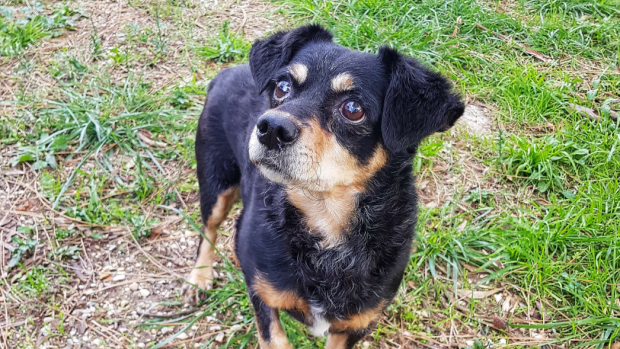 noel-des-animaux-les-8-et-9-decembre-le-pere-noel-ce-sera-vous