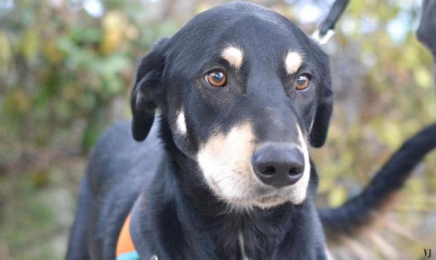 noel-des-animaux-les-8-et-9-decembre-le-pere-noel-ce-sera-vous