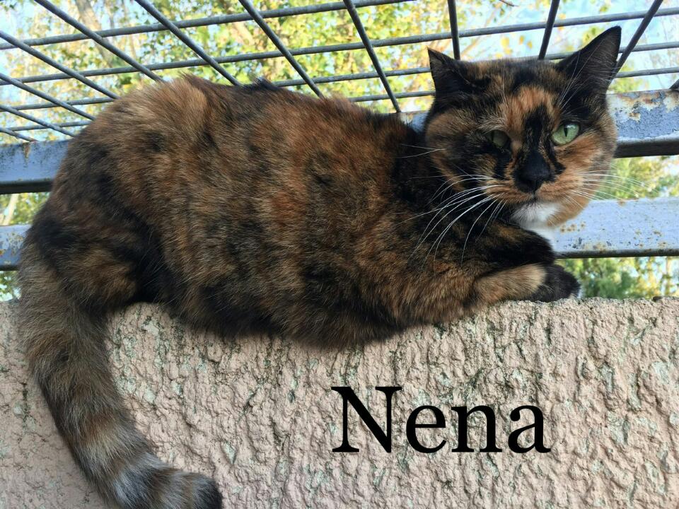 noel-des-animaux-les-8-et-9-decembre-le-pere-noel-ce-sera-vous