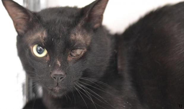 noel-des-animaux-les-8-et-9-decembre-le-pere-noel-ce-sera-vous