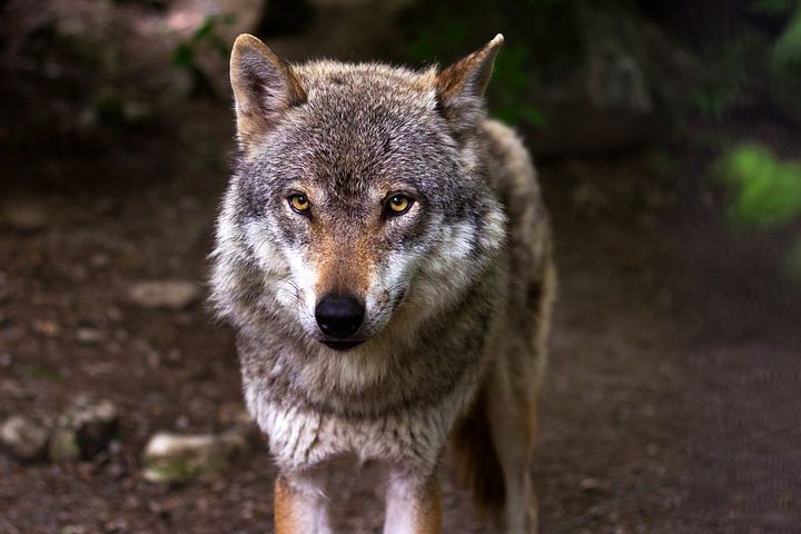 un-loup-souffrant-euthanasie-a-angoustrine