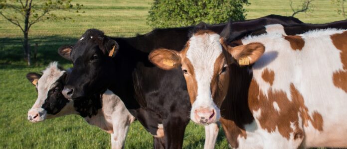 la-destination-occitanie-sud-de-france-presente-au-56eme-salon-international-de-lagriculture-de-paris