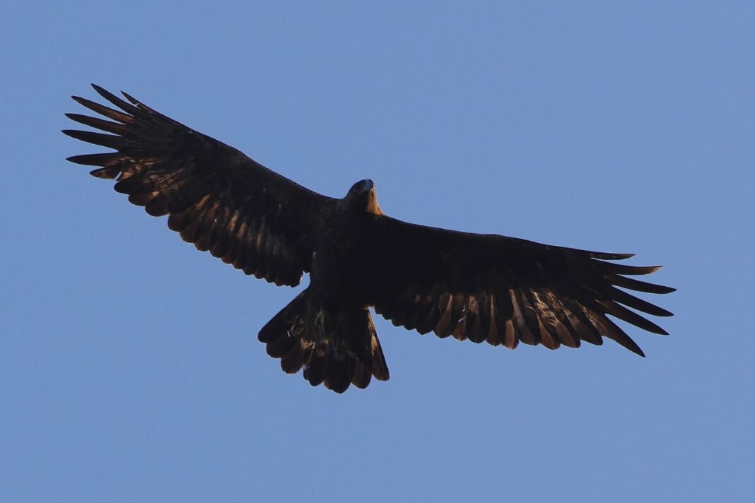 la-saison-de-reproduction-des-aigles-royaux-reprend la-saison-de-reproduction-des-aigles-royaux-reprend