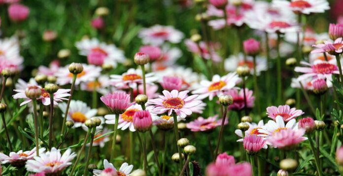 preparez-vos-plants-et-boutures-pour-le-trocplantes-du-soler-le-dimanche-7-avril-2019-au-lac-du-moulin