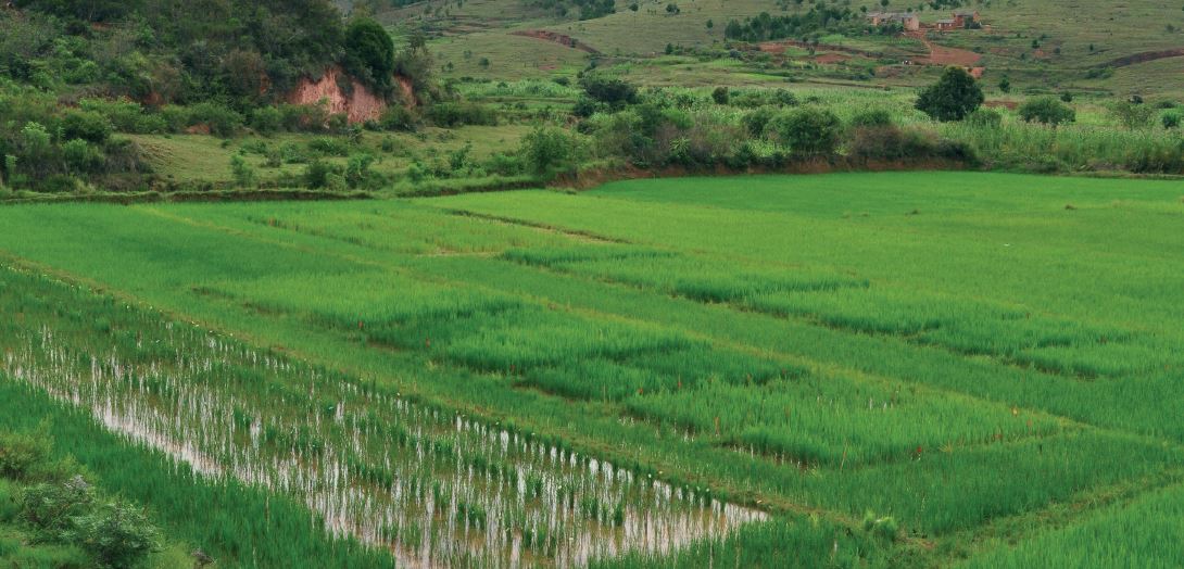 Des chercheurs de l'UPVD découvrent que le riz s'adapte naturellement aux stress environnementaux