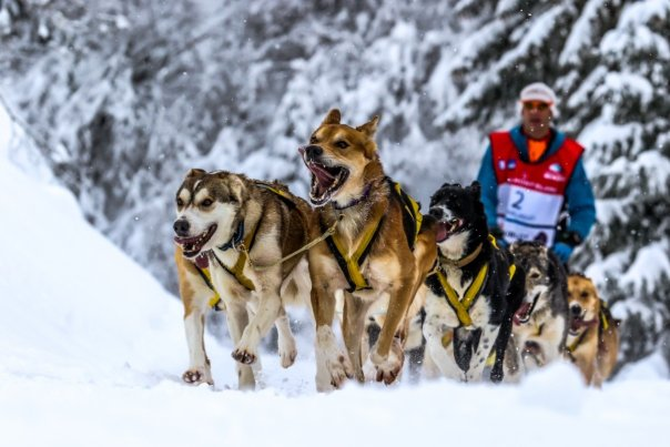 daniel-juillaguet-une-figure-phare-du-mushing-francais-part-a-la-recherche-du-graal-des-chiens-de-traineaux-la-yukon-quest