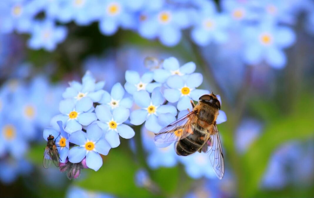 mécanismes, évolutions et perturbations des régulations sociales dans les colonies d'abeilles mécanismes, évolutions et perturbations des régulations sociales dans les colonies d'abeilles
