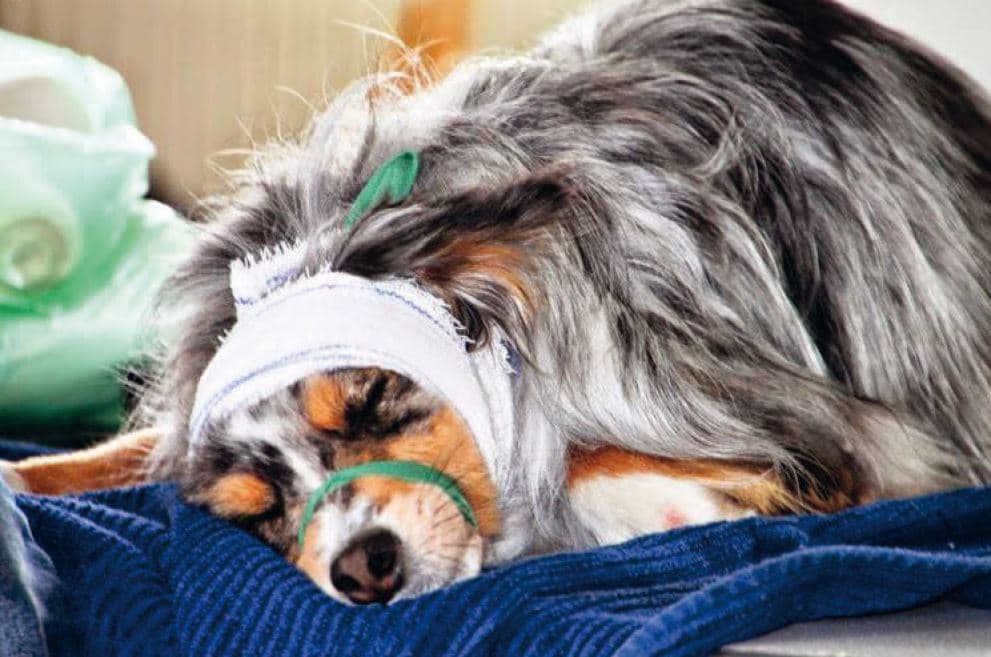 Les formations aux gestes de Premiers Secours canin et félin2
