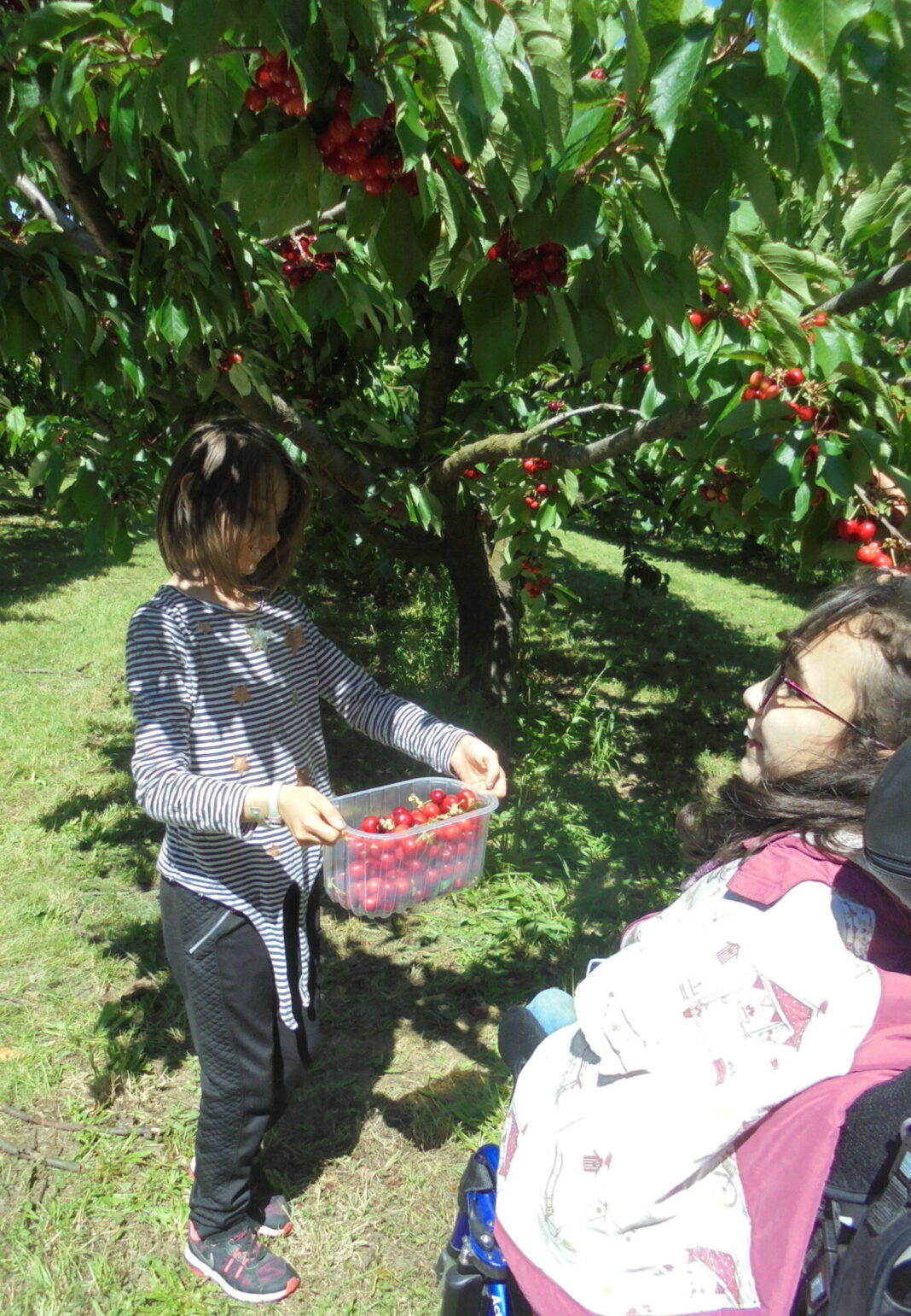 Marina cueille les cerises avec sa copine Hannah_DSC00923