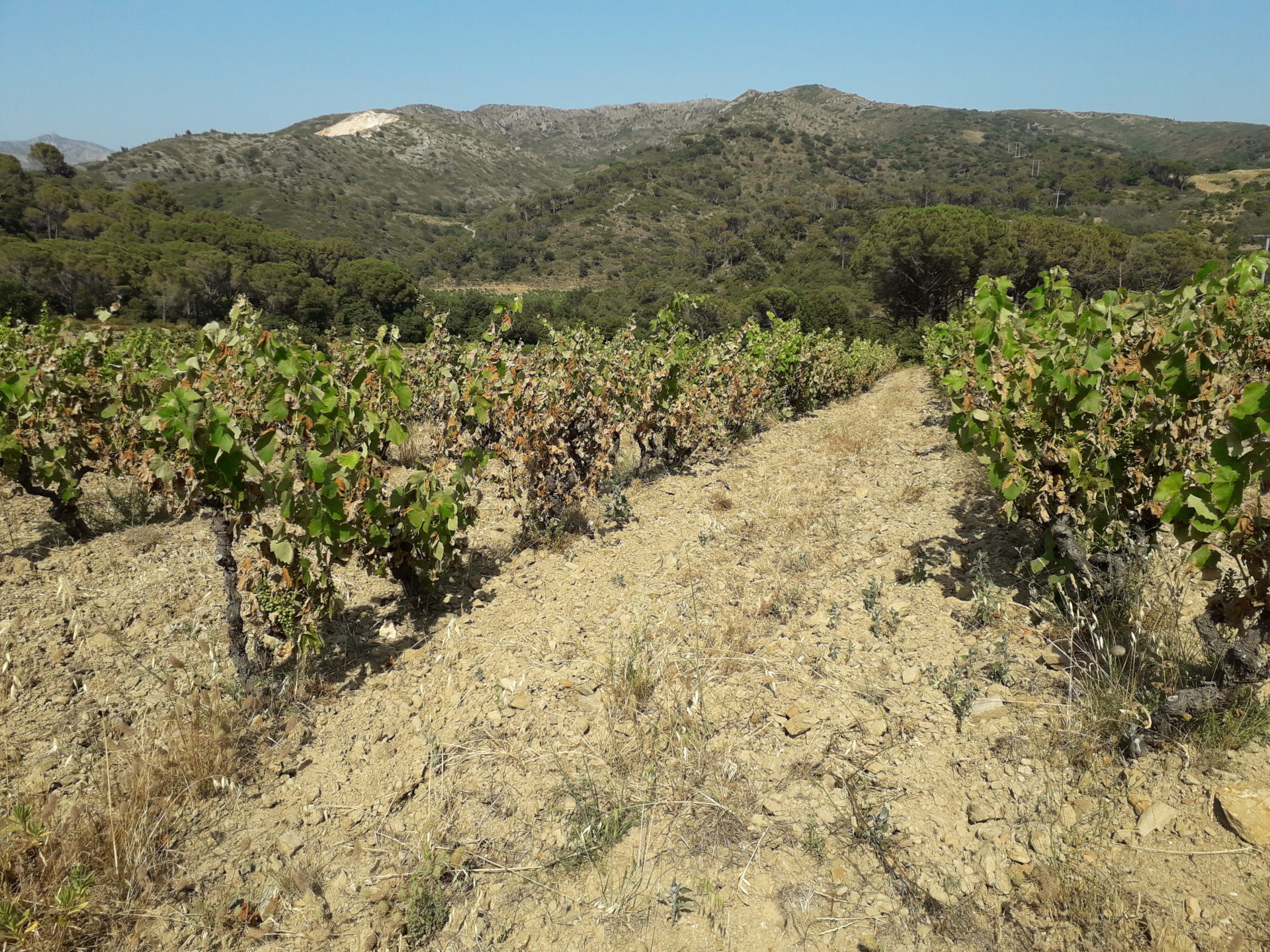 Estagel : la chaleur torride a fait des dégâts dans les vignes