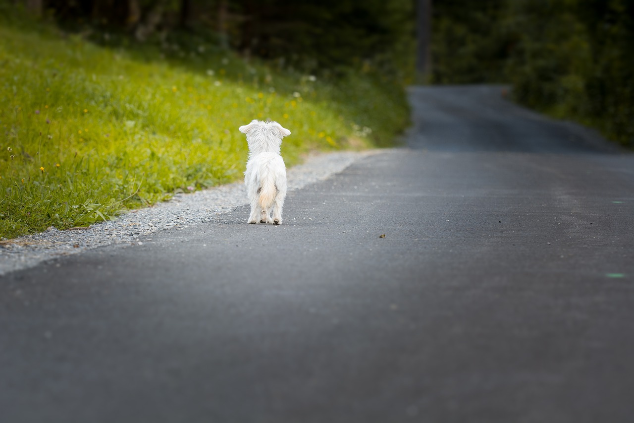 Abandon animal en période estivale la campagne « ils partent avec nous ! » revient en force pour lutter contre ce fléau2