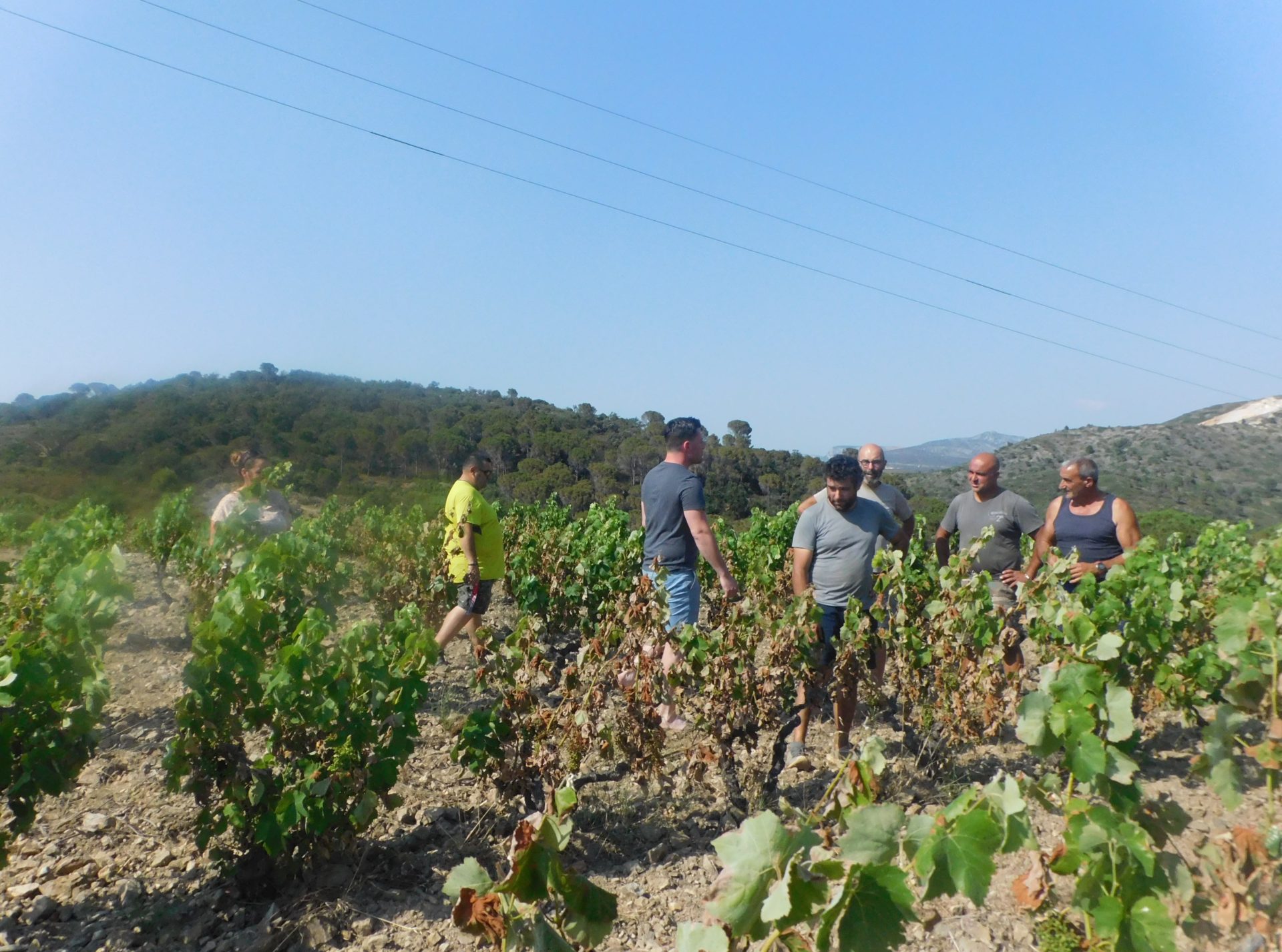 Estagel : les dégâts dans les vignes dus à la canicule