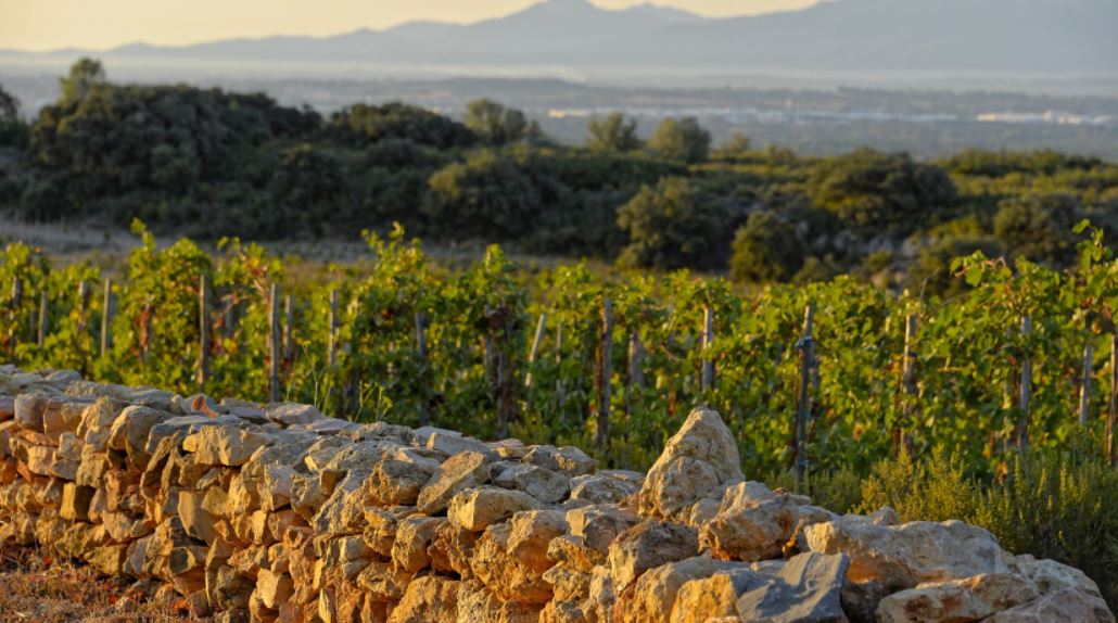 Randonnée de vignes en caves samedi 14 septembre