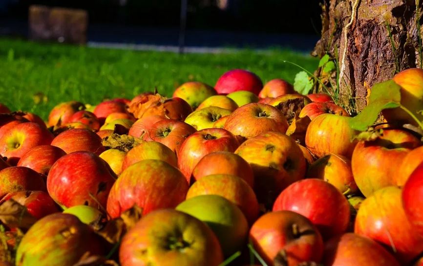 Fête de la Pomme et des fruits d’automne au Lac du Soler le 20 octobre
