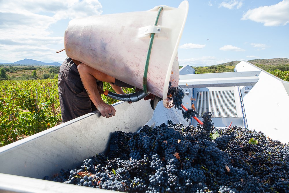 Vignerons Catalans, faire vibrer l’âme du Roussillon !