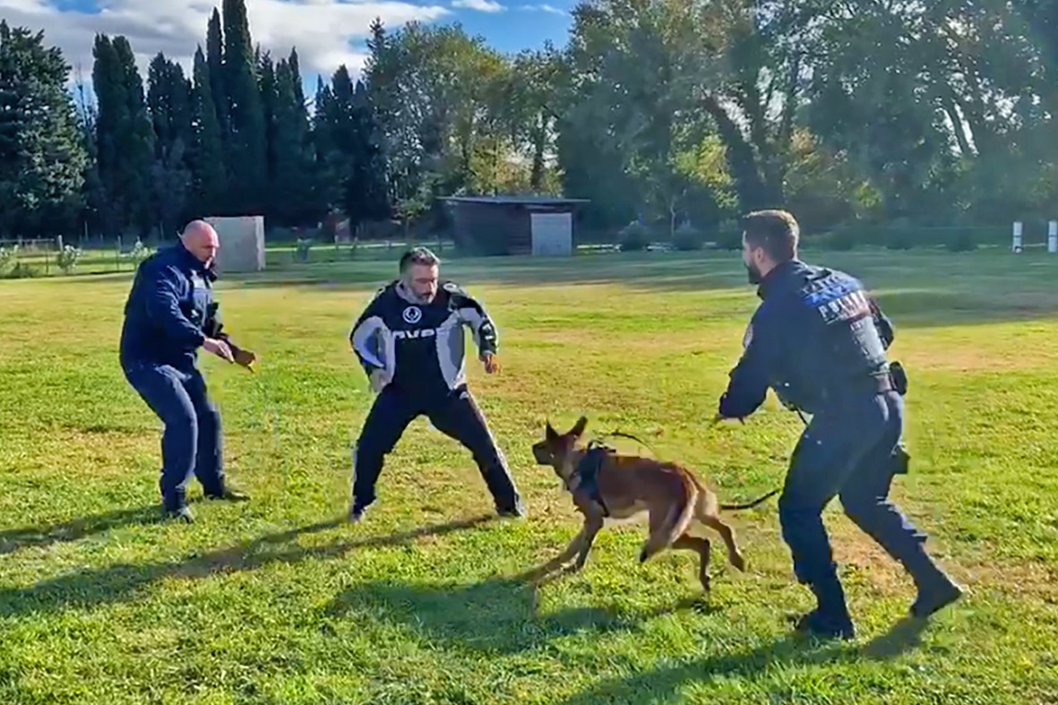 Journée de formation mutualisée entre la brigade canine de la Police municipale du Soler et de la ville de Perpignan