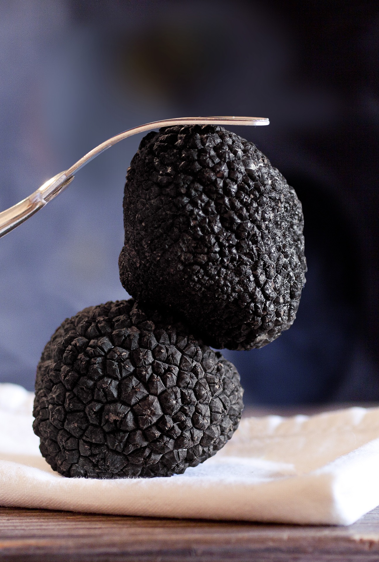 Pourquoi pas produire des truffes dans la Vallée de l’Agly ?
