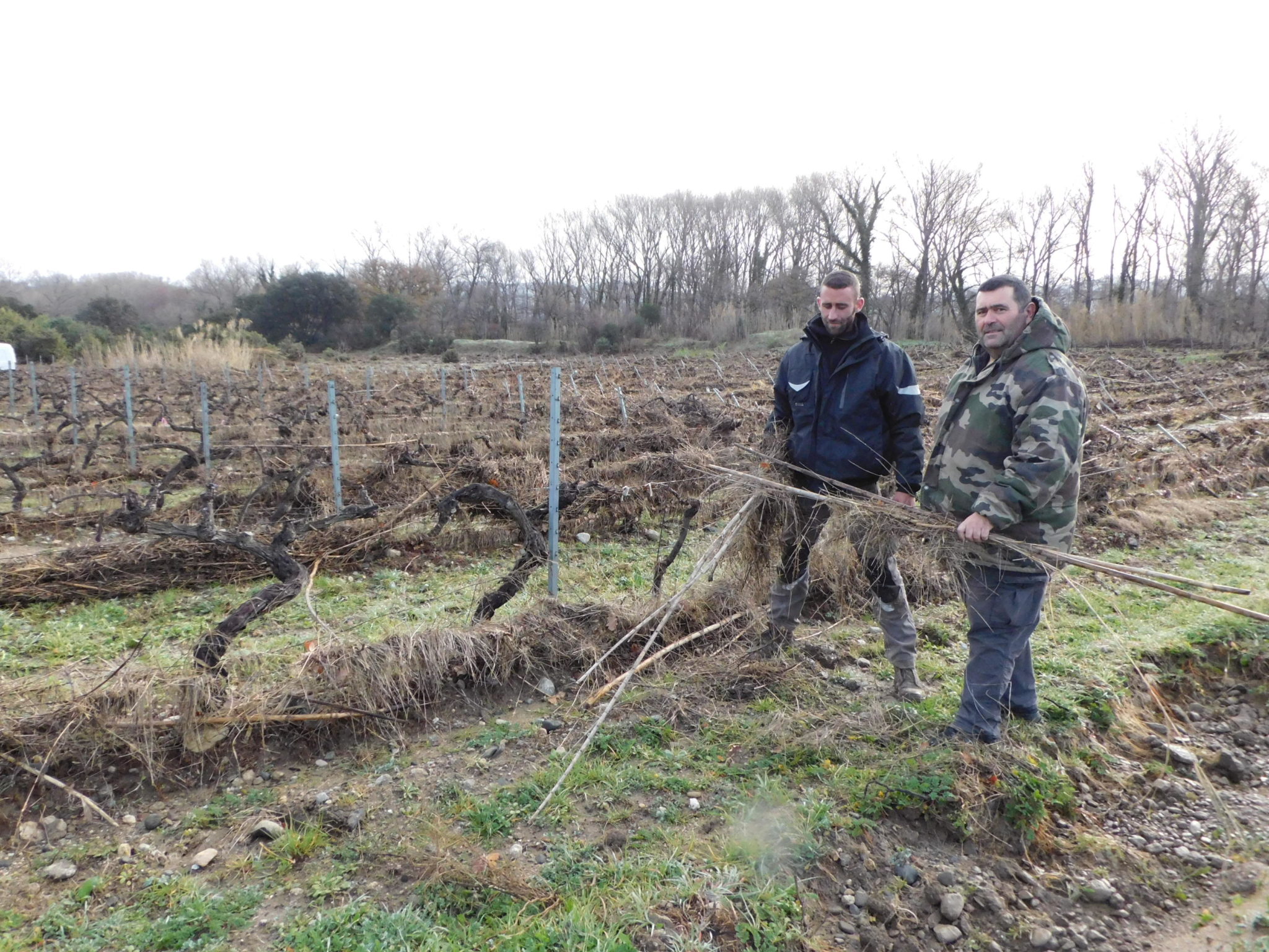Estagel/ Intempéries et inondations : des dégâts dans les vignes