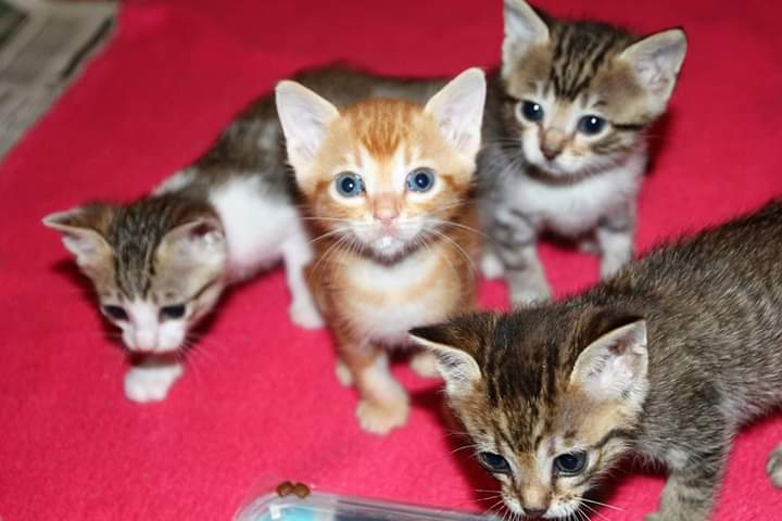 Estagel: Intempéries & inondations : pour « Les chats d’Estagel »,tout est à refaire
